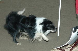 Bingos neue Aufgabe: Flyball Bingo Fyball.JPG